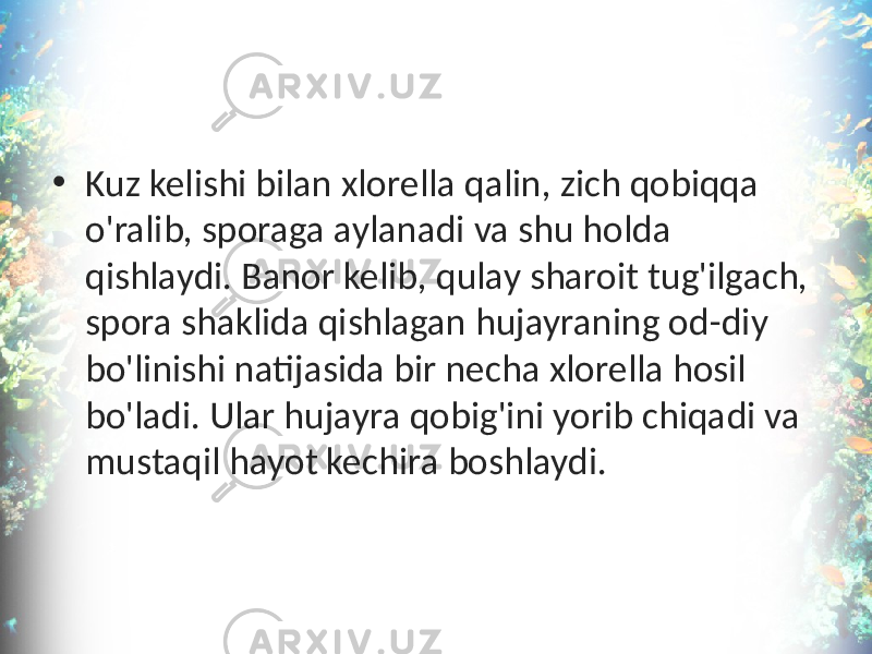 • Kuz kelishi bilan xlorella qalin, zich qobiqqa o&#39;ralib, sporaga aylanadi va shu holda qishlaydi. Banor kelib, qulay sharoit tug&#39;ilgach, spora shaklida qishlagan hujayraning od-diy bo&#39;linishi natijasida bir necha xlorella hosil bo&#39;ladi. Ular hujayra qobig&#39;ini yorib chiqadi va mustaqil hayot kechira boshlaydi. 