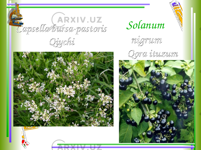 Capsella bursa-pastoris Qiychi Solanum nigrum Qora ituzum 