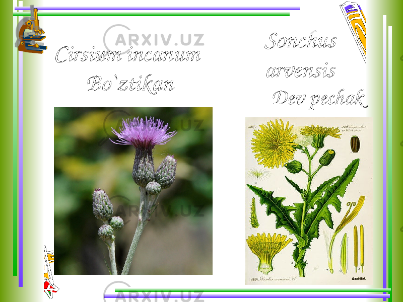 Cirsium incanum Bo`ztikan Sonchus arvensis Dev pechak 