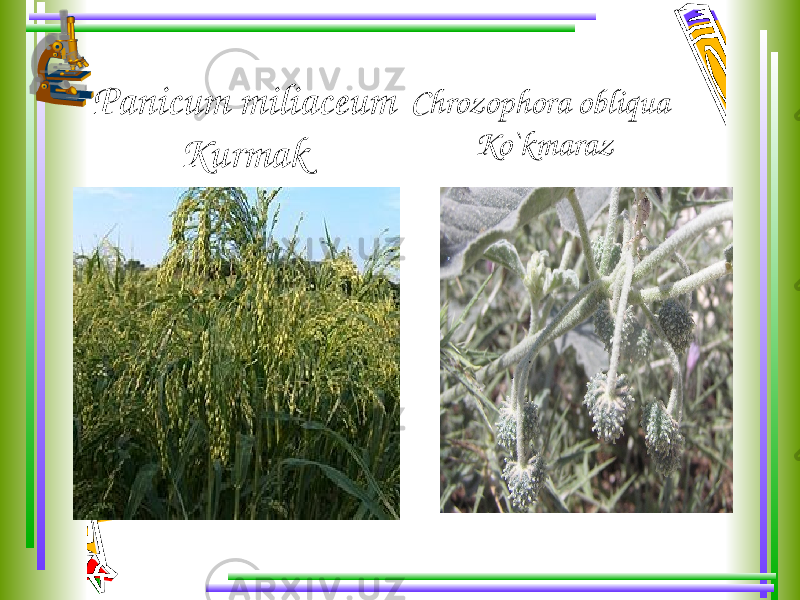 Panicum miliaceum Kurmak Chrozophora obliqua Ko`kmaraz 