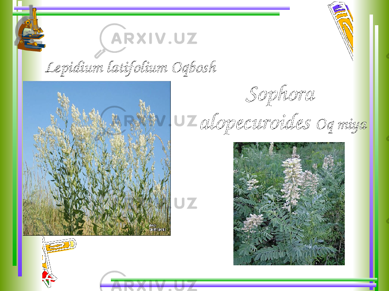 Lepidium latifolium Oqbosh Sophora alopecuroides Oq miya 