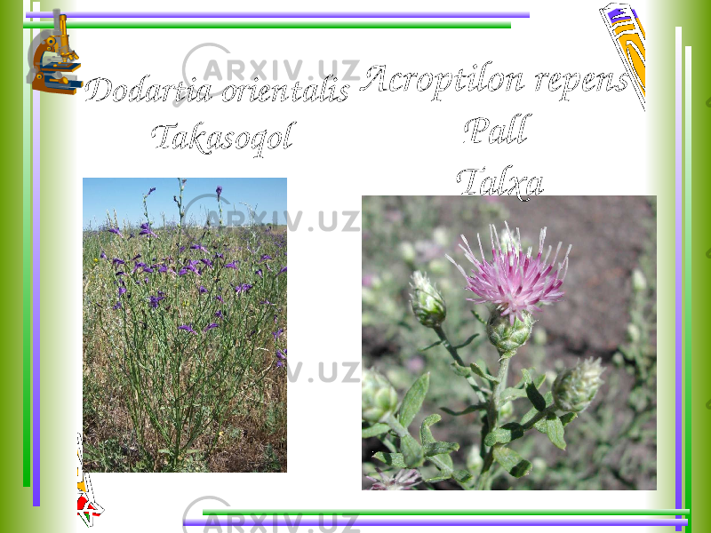 Dodartia orientalis Takasoqol Acroptilon repens Pall Talxa 