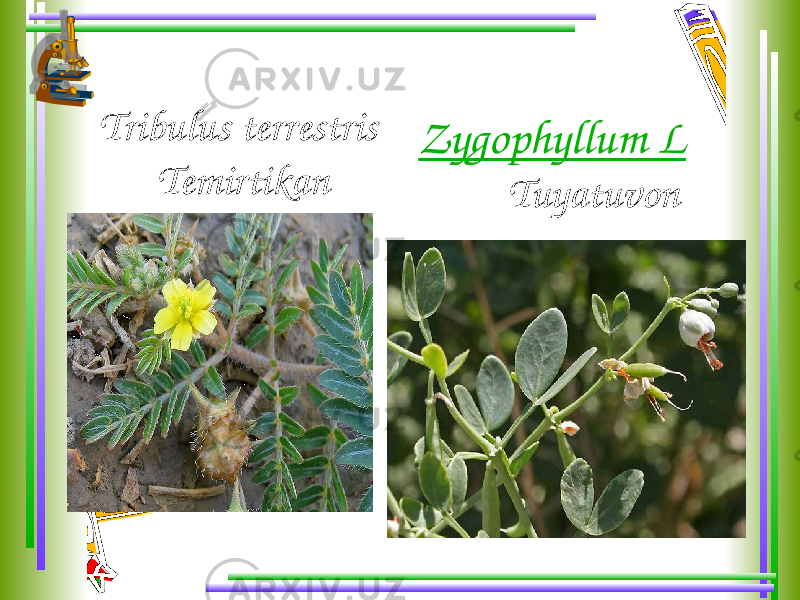 Tribulus terrestris Temirtikan Zygophyllum L Tuyatuvon 