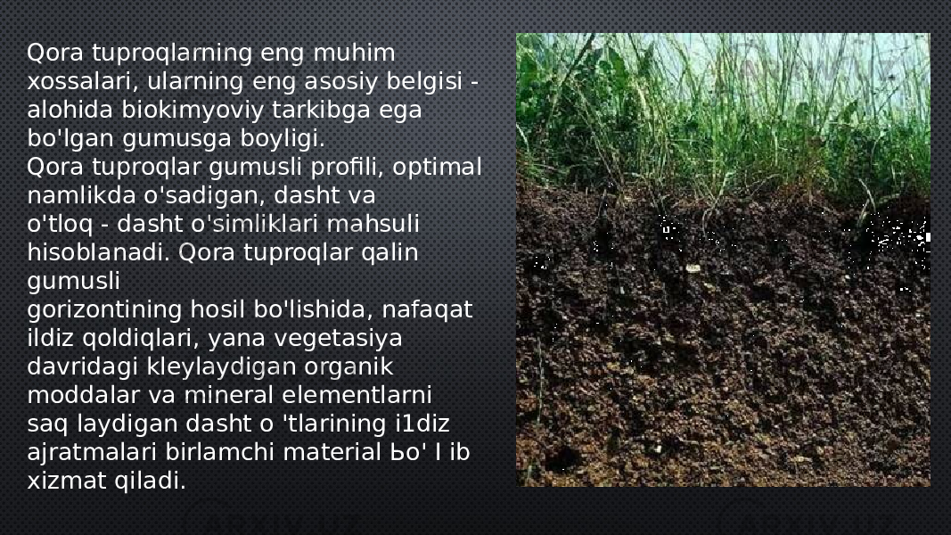 Qora tuproqlarning eng muhim xossalari, ularning eng asosiy belgisi - alohida biokimyoviy tarkibga ega bo&#39;lgan gumusga boyligi. Qora tuproqlar gumusli profili, optimal namlikda o&#39;sadigan, dasht va o&#39;tloq - dasht o&#39;simliklari mahsuli hisobIanadi. Qora tuproqlar qalin gumusli gorizontining hosil bo&#39;lishida, nafaqat ildiz qoldiqlari, yana vegetasiya davridagi kleylaydigan organik moddalar va mineral elementlarni saq laydigan dasht о &#39;tlarining i1diz ajratmalari birlamchi material Ьо&#39; I ib xizmat qiladi. 