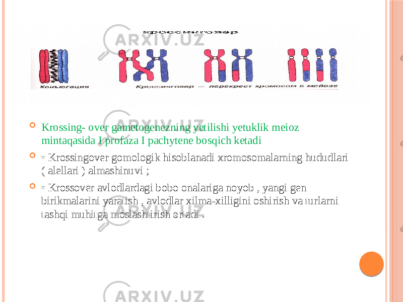  Krossing- over gametogenezning yetilishi yetuklik meioz mintaqasida I profaza I pachytene bosqich ketadi  • Krossingover gomologik hisoblanadi xromosomalarning hududlari ( alellari ) almashinuvi ;  • Krossover avlodlardagi bobo onalariga noyob , yangi gen birikmalarini yaratish , avlodlar xilma-xilligini oshirish va turlarni tashqi muhitga moslashtirish ortadi . 