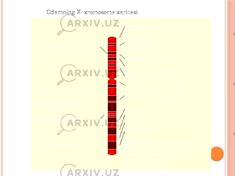 Odamning X- xromosoma xaritasi 