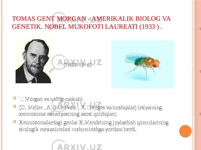 TOMAS GENT MORGAN - AMERIKALIK BIOLOG VA GENETIK. NOBEL MUKOFOTI LAUREATI (1933 ) .  T. Morgan va uning maktabi  (G. Meller , A. Sturtevant , K. Bridges va boshqalar) irsiyatning xromosoma nazariyasining asosi qoldiqlari;  Xromosomalardagi genlar X.Mendelning joylashish qonunlarining sitologik mexanizmlari tushuntirishga yordam berdi. (1866-1945) 