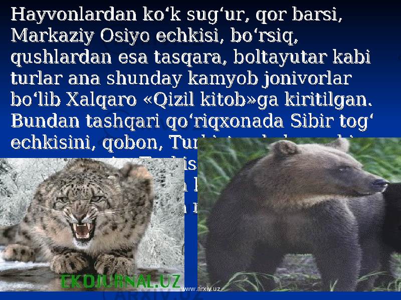 Hayvonlardan ko‘k sug‘ur, qor barsi, Hayvonlardan ko‘k sug‘ur, qor barsi, Markaziy Osiyo echkisi, bo‘rsiq, Markaziy Osiyo echkisi, bo‘rsiq, qushlardan esa tasqara, boltayutar kabi qushlardan esa tasqara, boltayutar kabi turlar ana shunday kamyob jonivorlar turlar ana shunday kamyob jonivorlar bo‘lib Xalqaro «Qizil kitob»ga kiritilgan. bo‘lib Xalqaro «Qizil kitob»ga kiritilgan. Bundan tashqari qo‘riqxonada Sibir tog‘ Bundan tashqari qo‘riqxonada Sibir tog‘ echkisini, qobon, Turkiston kalamushi, echkisini, qobon, Turkiston kalamushi, yumronqoziq, Turkiston silovsini, yumronqoziq, Turkiston silovsini, parrandalardan esa kaklik, lochin kabi parrandalardan esa kaklik, lochin kabi qushlarni uchratish mumkin.qushlarni uchratish mumkin. www.arxiv.uz 