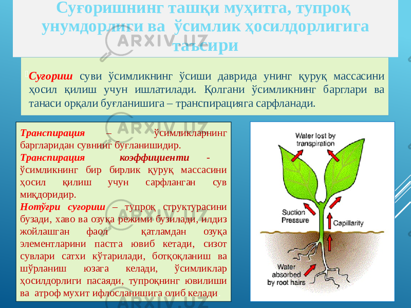  Суғориш суви ўсимликнинг ўсиши даврида унинг қуруқ массасини ҳосил қилиш учун ишлатилади. Қолгани ўсимликнинг барглари ва танаси орқали буғланишига – транспирацияга сарфланади. Суғоришнинг ташқи муҳитга, тупроқ унумдорлиги ва ўсимлик ҳосилдорлигига таъ сири Транспирация – ўсимликларнинг баргларидан сувнинг буғланишидир. Транспирация коэффициенти - ўсимликнинг бир бирлик қуруқ массасини ҳосил қилиш учун сарфланган сув миқдоридир. Нотўғри суғориш – тупроқ структурасини бузади, хаво ва озуқа режими бузилади, илдиз жойлашган фаол қатламдан озуқа элементларини пастга ювиб кетади, сизот сувлари сатхи кўтарилади, ботқоқланиш ва шўрланиш юзага келади, ўсимликлар ҳосилдорлиги пасаяди, тупроқнинг ювилиши ва атроф мухит ифлосланишига олиб келади . 