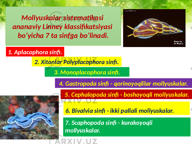 Mollyuskalar sistematikasi ananaviy Linney klassifikatsiyasi bo‘yicha 7 ta sinfga bo‘linadi. 7. Scaphopoda sinfi - kurakoyoqli mollyuskalar. 1. Aplacophora sinfi. 2. Xitonlar Polyplacophora sinfi. 3. Monoplacophora sinfi. 4. Gastropoda sinfi - qorinoyoqlilar mollyuskalar. 5. Cephalopoda sinfi - boshoyoqli mollyuskalar. 6. Bivalvia sinfi - ikki pallali mollyuskalar. 