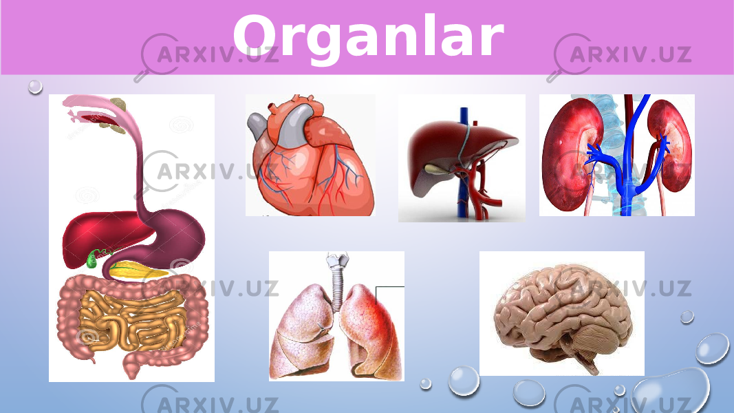 Organlar 