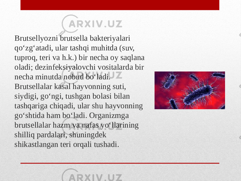 Brutsellyozni brutsella bakteriyalari qoʻzgʻatadi, ular tashqi muhitda (suv, tuproq, teri va h.k.) bir necha oy saqlana oladi; dezinfeksiyalovchi vositalarda bir necha minutda nobud boʻladi. Brutsellalar kasal hayvonning suti, siydigi, goʻngi, tushgan bolasi bilan tashqariga chiqadi, ular shu hayvonning goʻshtida ham boʻladi. Organizmga brutsellalar hazm va nafas yoʻllarining shilliq pardalari, shuningdek shikastlangan teri orqali tushadi. 