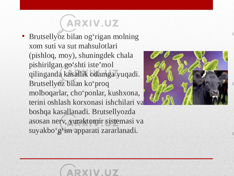 • Brutsellyoz bilan ogʻrigan molning xom suti va sut mahsulotlari (pishloq, moy), shuningdek chala pishirilgan goʻshti isteʼmol qilinganda kasallik odamga yuqadi. Brutsellyoz bilan koʻproq molboqarlar, choʻponlar, kushxona, terini oshlash korxonasi ishchilari va boshqa kasallanadi. Brutsellyozda asosan nerv, yuraktomir sistemasi va suyakboʻgʻim apparati zararlanadi. 