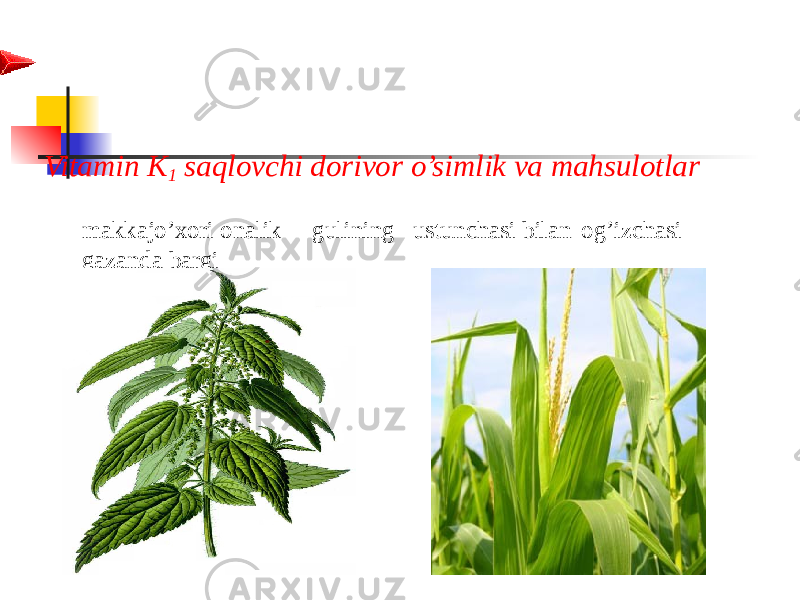 Vitamin K 1 saqlovchi dorivor o’simlik va mahsulotlar makkajo’xori onalik gulining ustunchasi bilan og’izchasi gazanda bargi 