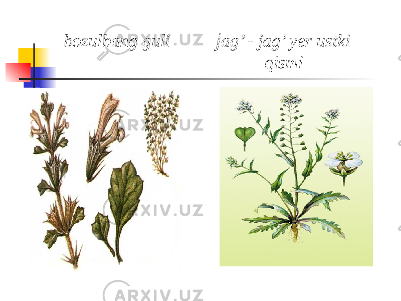  bozulbang guli j ag’ - jag’ yеr ustki qismi 