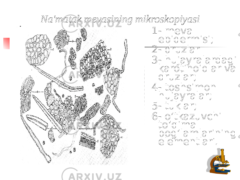 Na&#39;matak mevasining mikroskopiyasi 1- meva epidermisi; 2- druzlar 3- hujayralardagi karotinoidlar va druzlar; 4- toshsimon hujayralar; 5- tuklar; 6- o’tkazuvchi to’qima bog’lamlarining elementlari. 