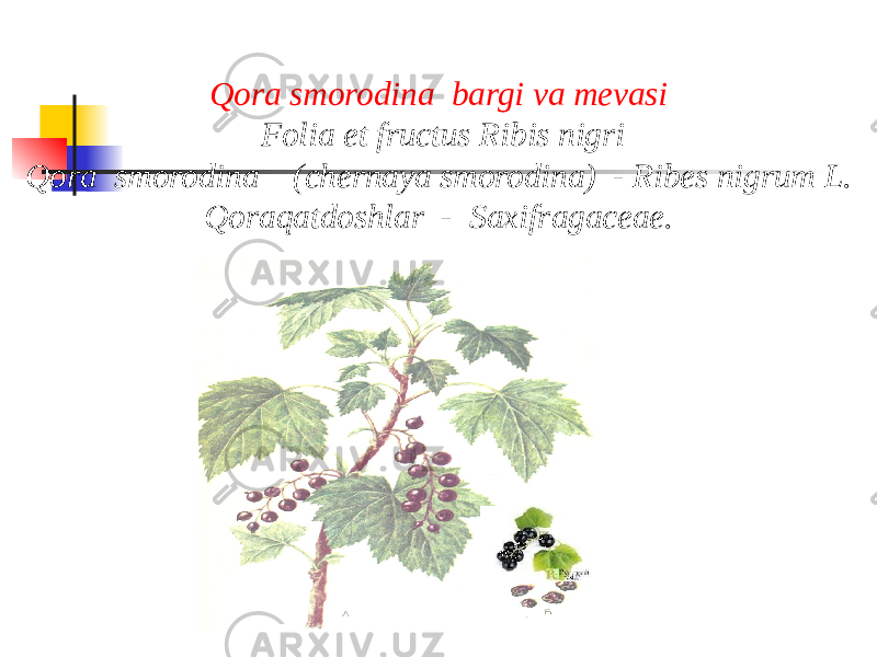 Qora smorodina bargi va mеvasi Folia et fructus Ribis nigri Qora smorodina (chernaya smorodina) - Ribes nigrum L. Qoraqatdoshlar - Saxifragaceae. 
