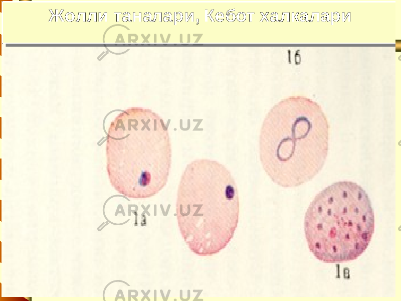 6Жолли таналари , Кебот халкалари Жолли таналари , Кебот халкалари 