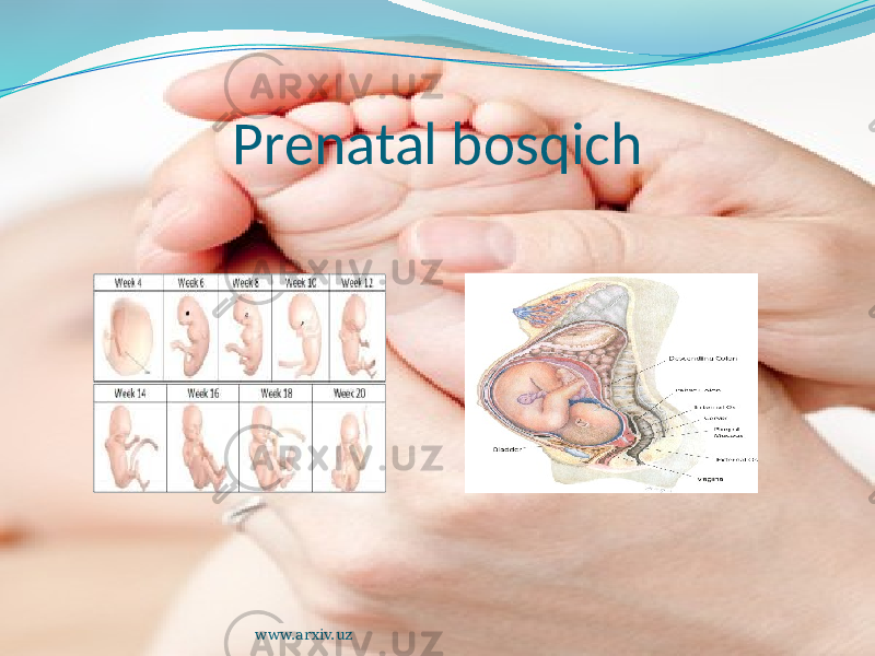 Prenatal bosqich www.arxiv.uz 