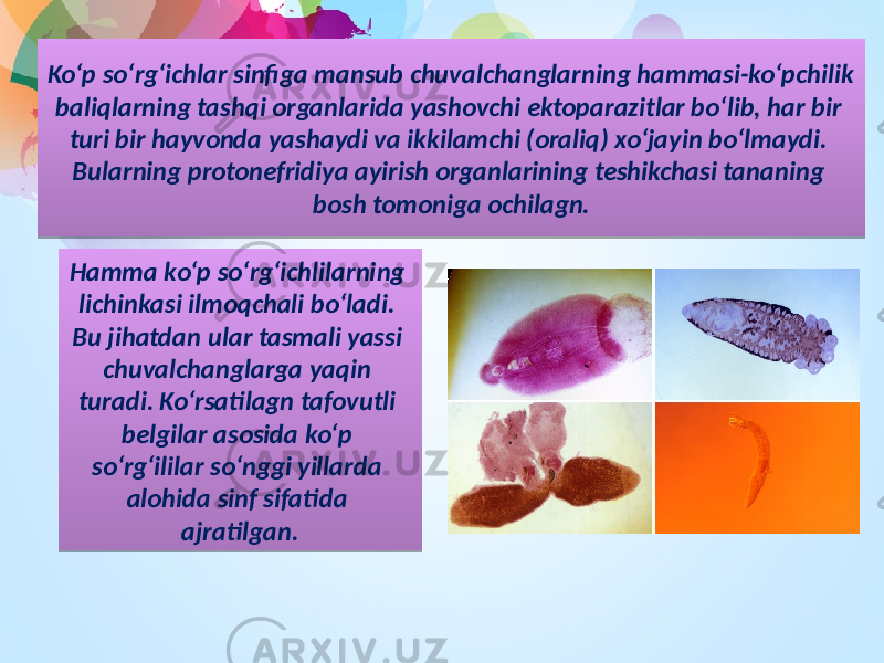 Ko‘p so‘rg‘ichlar sinfiga mansub chuvalchanglarning hammasi-ko‘pchilik baliqlarning tashqi organlarida yashovchi ektoparazitlar bo‘lib, har bir turi bir hayvonda yashaydi va ikkilamchi (oraliq) xo‘jayin bo‘lmaydi. Bularning protonefridiya ayirish organlarining teshikchasi tananing bosh tomoniga ochilagn. Hamma ko‘p so‘rg‘ichlilarning lichinkasi ilmoqchali bo‘ladi. Bu jihatdan ular tasmali yassi chuvalchanglarga yaqin turadi. Ko‘rsatilagn tafovutli belgilar asosida ko‘p so‘rg‘ililar so‘nggi yillarda alohida sinf sifatida ajratilgan.40 26 0B 2D 26 41 160F14 2D 14 0B 26 0D0612 0A1606 0A2B 