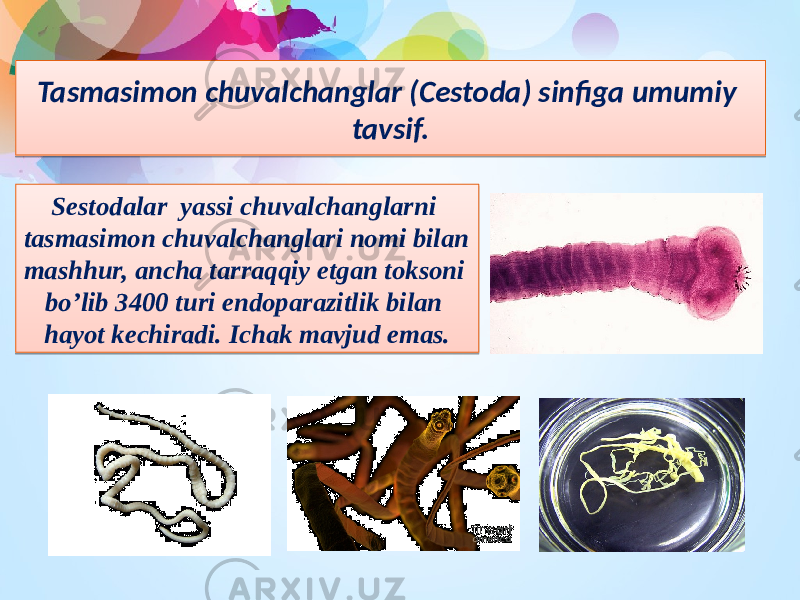 Tasmasimon chuvalchanglar (Cestoda) sinfiga umumiy tavsif. Sestodalar yassi chuvalchanglarni tasmasimon chuvalchanglari nomi bilan mashhur, ancha tarraqqiy etgan toksoni bo’lib 3400 turi endoparazitlik bilan hayot kechiradi. Ichak mavjud emas.18 0B 01 04 13 14051808 0E 