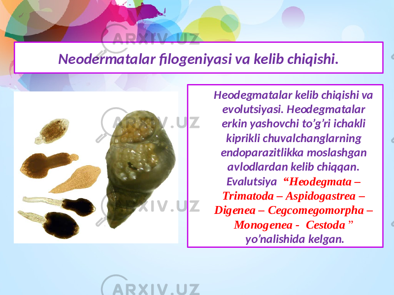 Neodermatalar filogeniyasi va kelib chiqishi. Heodegmatalar kelib chiqishi va evolutsiyasi. Heodegmatalar erkin yashovchi to’g’ri ichakli kiprikli chuvalchanglarning endoparazitlikka moslashgan avlodlardan kelib chiqqan. Evalutsiya “Heodegmata – Trimatoda – Aspidogastrea – Digenea – Cegcomegomorpha – Monogenea - Cestoda ” yo’nalishida kelgan. 