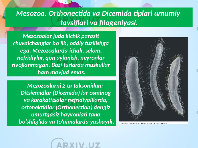 Mesozoa. Orthonectida va Dicemida tiplari umumiy tavsiflari va filogeniyasi. Mezozoalar juda kichik parazit chuvalchanglar bo’lib, oddiy tuzilishga ega. Mezozoalarda ichak, selom, nefridiylar, qon aylanish, neyronlar rivojlanmagan. Bazi turlarda muskullar ham mavjud emas. Mezozoalarni 2 ta taksonidan: Ditsiemidlar (Dicemida) lar osminog va karakatitsalar nefridiyalilarda, ortonektidlar (Orthonectida) dengiz umurtqasiz hayvonlari tana bo’shlig’ida va to’qimalarda yashaydi. 