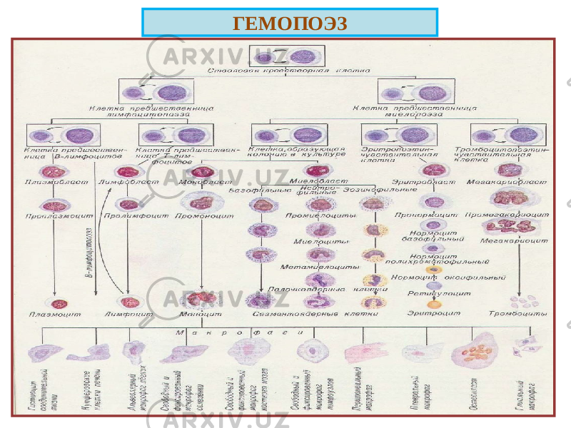 ГЕМОПОЭЗ 