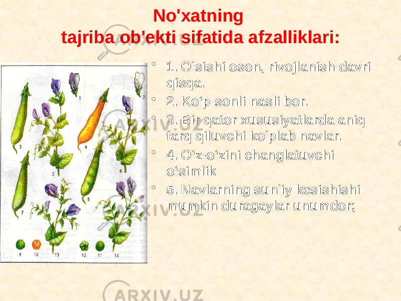 No&#39;xatning tajriba ob&#39;ekti sifatida afzalliklari: • 1. O&#39;sishi oson, rivojlanish davri qisqa. • 2. Ko‘p sonli nasli bor. • 3. Bir qator xususiyatlarda aniq farq qiluvchi ko&#39;plab navlar. • 4. O‘z-o‘zini changlatuvchi o‘simlik • 5. Navlarning sun&#39;iy kesishishi mumkin duragaylar unumdor; 