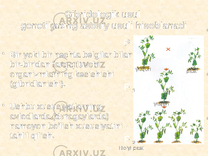 Gibridologik usul genetikaning asosiy usuli hisoblanadi • Bir yoki bir nechta belgilar bilan bir-biridan farq qiluvchi organizmlarning kesishishi (gibridlanishi). • Ushbu xususiyatlarning avlodlarda (duragaylarda) namoyon bo&#39;lish xususiyatini tahlil qilish. P F 1 F 2 Bo&#39;yi past yuqoriyuqori past 