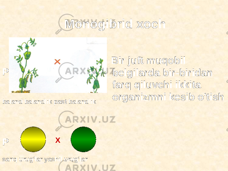 Monogibrid xoch Bir juft muqobil belgilarda bir-biridan farq qiluvchi ikkita organizmni kesib o&#39;tish X PP baland balandlik past balandlik sariq urug&#39;lar yashil urug&#39;lar 