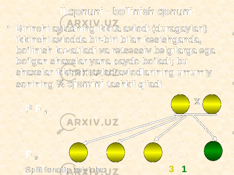 II qonuni - bo&#39;linish qonuni: • Birinchi avlodning ikkita avlodi (duragaylari) ikkinchi avlodda bir-biri bilan kesishganda, bo&#39;linish kuzatiladi va retsessiv belgilarga ega bo&#39;lgan shaxslar yana paydo bo&#39;ladi; bu shaxslar ikkinchi avlod avlodlarining umumiy sonining ¼ qismini tashkil qiladi X • Ikki naslni kesib o&#39;tganda ( F 2P F 1 3 : 1 Split fenotip bo&#39;yicha: 