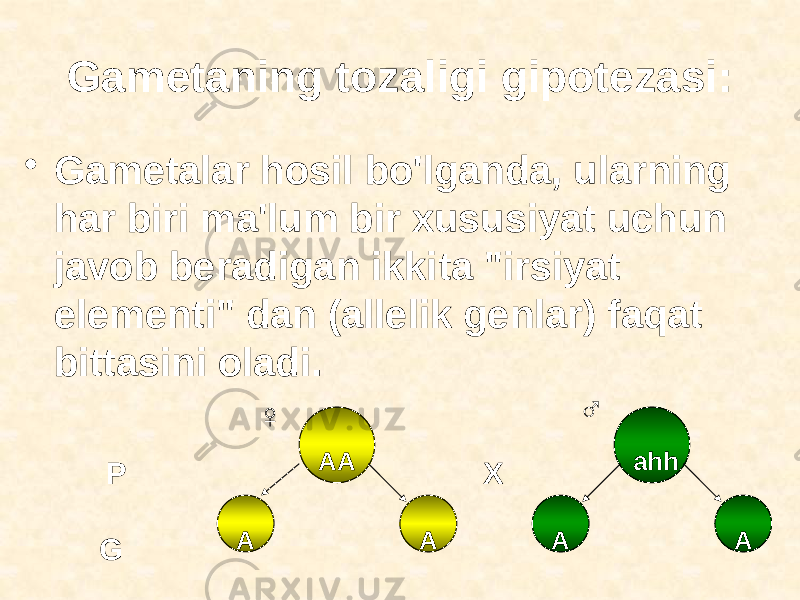 Gametaning tozaligi gipotezasi: • Gametalar hosil bo&#39;lganda, ularning har biri ma&#39;lum bir xususiyat uchun javob beradigan ikkita &#34;irsiyat elementi&#34; dan (allelik genlar) faqat bittasini oladi. AA AA ahh A AP G X♀ ♂ 