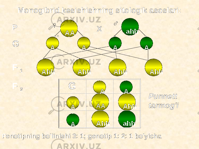 Monogibrid kesishishning sitologik asoslari: AhhAhh A AhhAhh Ahh AhhAA AAA A A ahh AA A A ahh G F 2P G F 1 Fenotipning bo&#39;linishi 3: 1; genotip 1: 2: 1 bo&#39;yicha Punnett tarmog&#39;iX♀ ♂ 