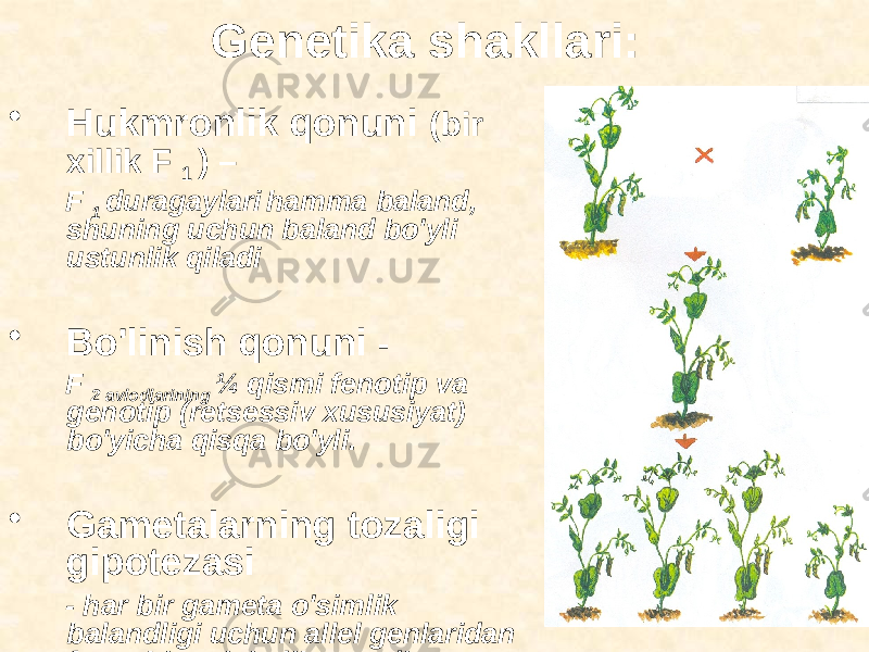  Genetika shakllari: • Hukmronlik qonuni (bir xillik F 1 ) – F 1 duragaylari hamma baland, shuning uchun baland bo&#39;yli ustunlik qiladi • Bo&#39;linish qonuni - F 2 avlodlarining ¼ qismi fenotip va genotip (retsessiv xususiyat) bo&#39;yicha qisqa bo&#39;yli. • Gametalarning tozaligi gipotezasi - har bir gameta o&#39;simlik balandligi uchun allel genlaridan faqat bittasini olib yuradi 