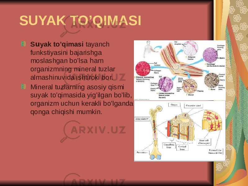 SUYAK TO’QIMASI S u yak to’qimasi tayanch funkstiyasini bajarishga moslashgan bo’lsa h am organizmning mineral tuzlar almashinuvida ishtiroki bor. Mineral tuzlarning asosiy qismi suyak to’qimasida yig’ilgan bo’lib, organizm uchun kerakli bo’lganda qonga chiqishi mumkin. 