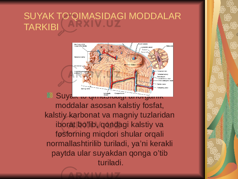 SUYAK TO’QIMASIDAGI MODDALAR TARKIBI Suyak to’qimasidagi anorganik moddalar asosan kalstiy fosfat, kalstiy karbonat va magniy tuzlaridan iborat bo’lib, qondagi kalstiy va fosforning miqdori shular orqali normallashtirilib turiladi, ya’ni kerakli paytda ular suyakdan qonga o’tib turiladi. 