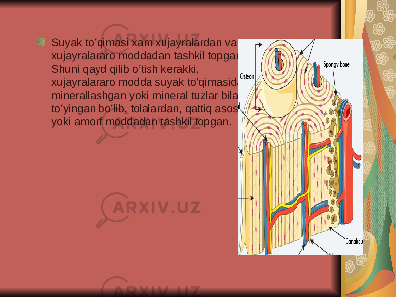 Suyak to’qimasi xam xujayralardan va xujayralararo moddadan tashkil topgan. Shuni qayd qilib o’tish kerakki, xujayralararo modda suyak to’qimasida minerallashgan yoki mineral tuzlar bilan to’yingan bo’lib, tolalardan, qattiq asosiy yoki amorf moddadan tashkil topgan. 