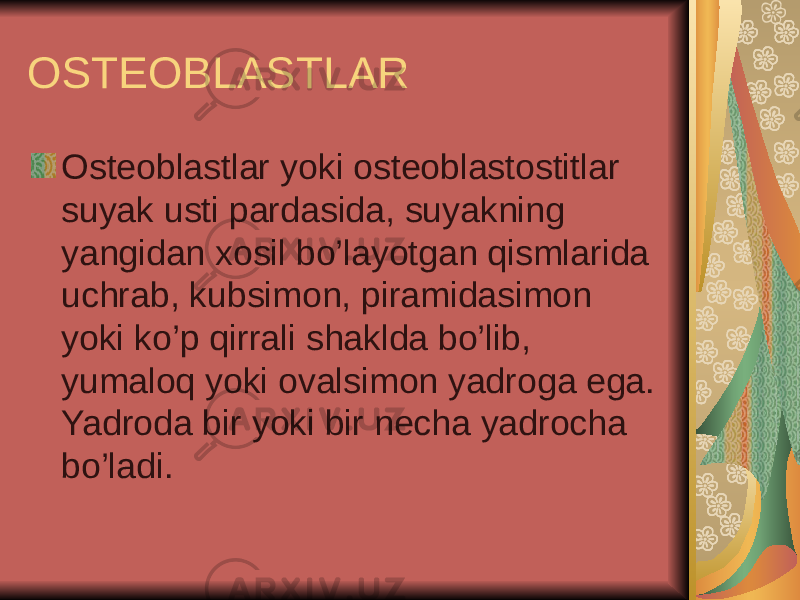 OSTEOBLASTLAR Osteoblastlar yoki osteoblastostitlar suyak usti pardasida, suyakning yangidan xosil bo’layotgan qismlarida uchrab, kubsimon, piramidasimon yoki ko’p qirrali shaklda bo’lib, yumaloq yoki ovalsimon yadroga ega. Yadroda bir yoki bir necha yadrocha bo’ladi. 