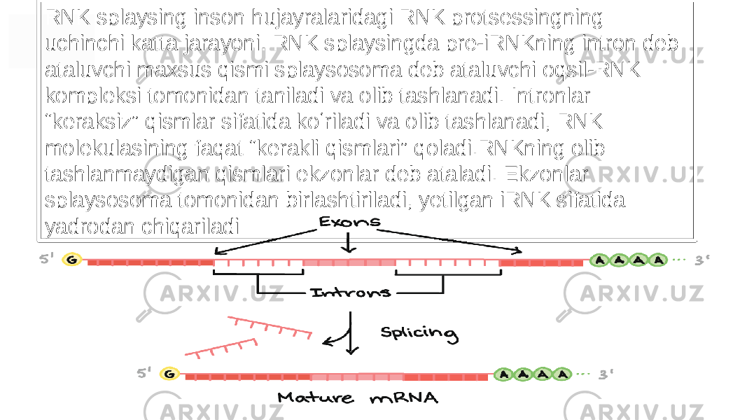 RNK splaysing inson hujayralaridagi RNK protsessingning uchinchi katta jarayoni. RNK splaysingda pre-iRNKning intron deb ataluvchi maxsus qismi splaysosoma deb ataluvchi oqsil-RNK kompleksi tomonidan taniladi va olib tashlanadi. Intronlar “keraksiz” qismlar sifatida koʻriladi va olib tashlanadi, RNK molekulasining faqat “kerakli qismlari” qoladi.RNKning olib tashlanmaydigan qismlari ekzonlar deb ataladi. Ekzonlar splaysosoma tomonidan birlashtiriladi, yetilgan iRNK sifatida yadrodan chiqariladi 