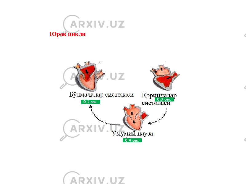 Юрак цикли 