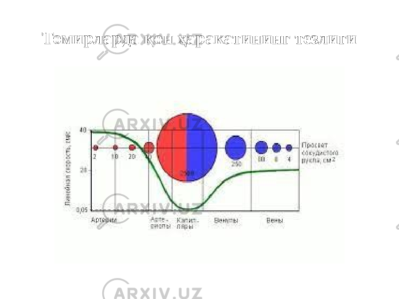 Томирларда қон ҳаракатининг тезлиги 