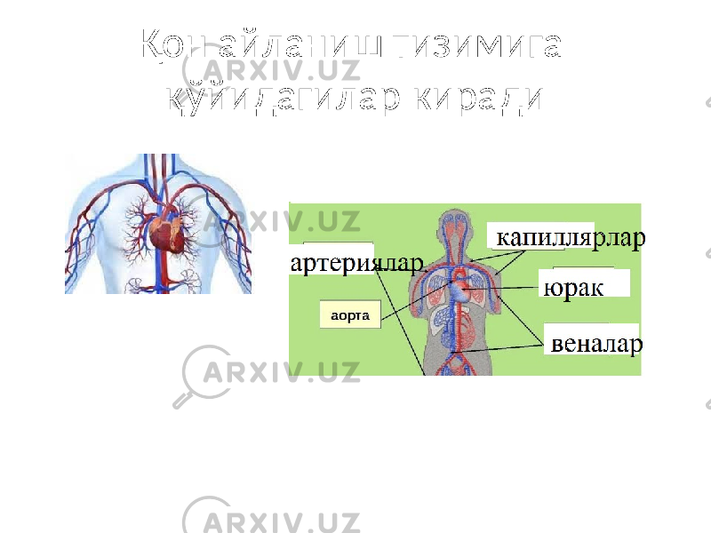 Қон айланиш тизимига қўйидагилар киради 