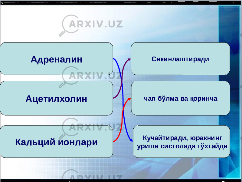 чап бўлма ва қоринча Кучайтиради, юракнинг уриши систолада тўхтайди Секинлаштиради Кальций ионлари Ацетилхолин Адреналин 