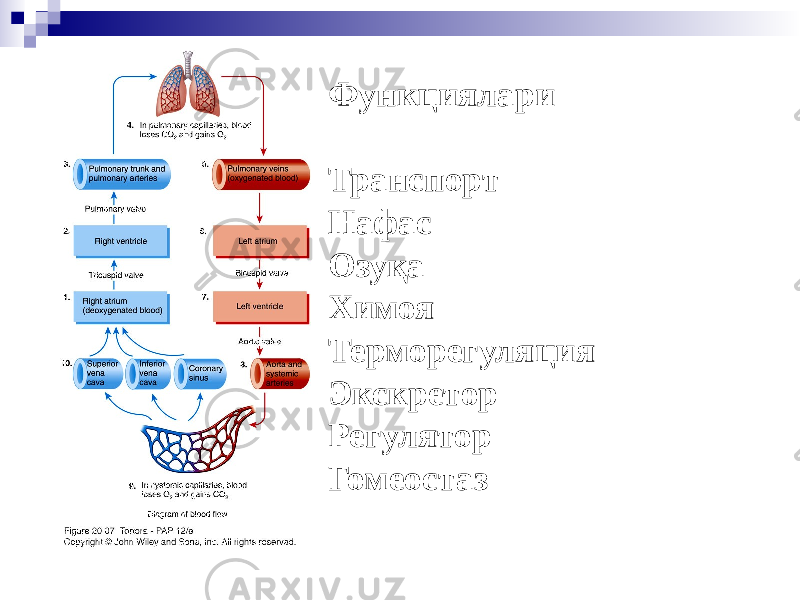 Функциялари Транспорт Нафас Озуқа Химоя Терморегуляция Экскретор Регулятор Гомеостаз 