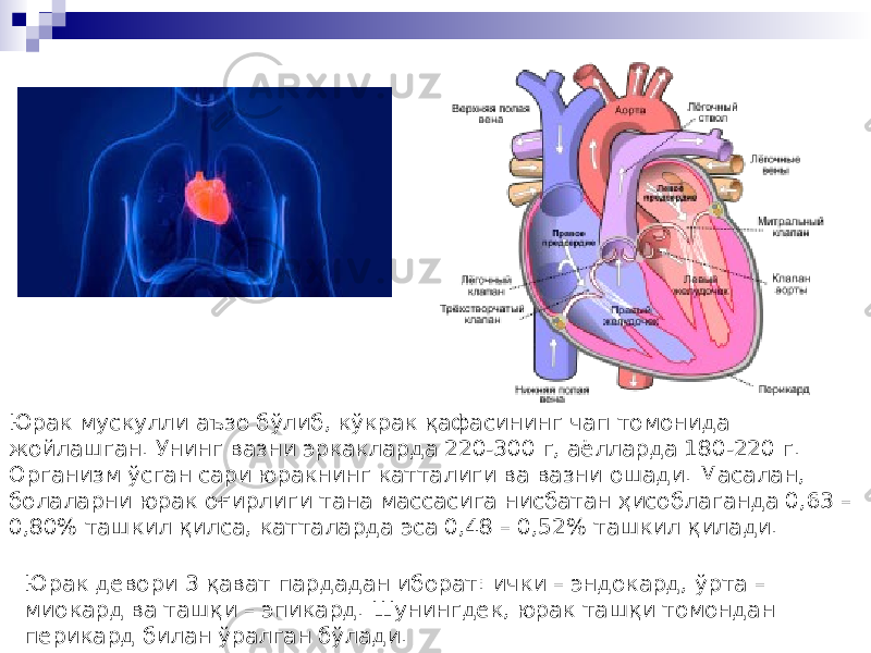 Юрак мускулли аъзо бўлиб, кўкрак қафасининг чап томонида жойлашган. Унинг вазни эркакларда 220-300 г, аёлларда 180-220 г. Организм ўсган сари юракнинг катталиги ва вазни ошади. Масалан, болаларни юрак оғирлиги тана массасига нисбатан ҳисоблаганда 0,63 – 0,80% ташкил қилса, катталарда эса 0,48 – 0,52% ташкил қилади. Юрак девори 3 қават пардадан иборат: ички – эндокард, ўрта – миокард ва ташқи – эпикард. Шунингдек, юрак ташқи томондан перикард билан ўралган бўлади. 