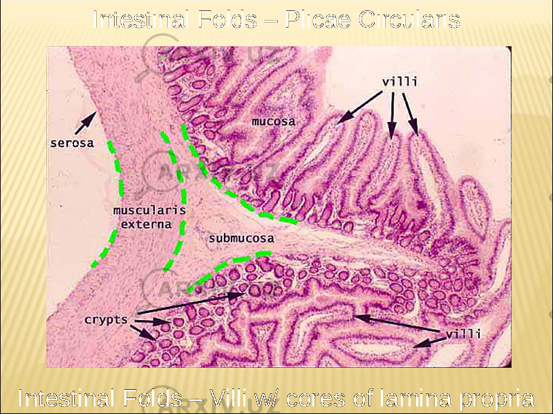 Intestinal Folds – Villi w/ cores of lamina propria Intestinal Folds – Plicae Circularis 