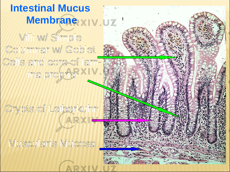 Intestinal Mucus Membrane Villi w/ Simple Columnar w/ Goblet Cells and core of lam - ina propria Crypts of Leiberkuhn Muscularis Mucosa 