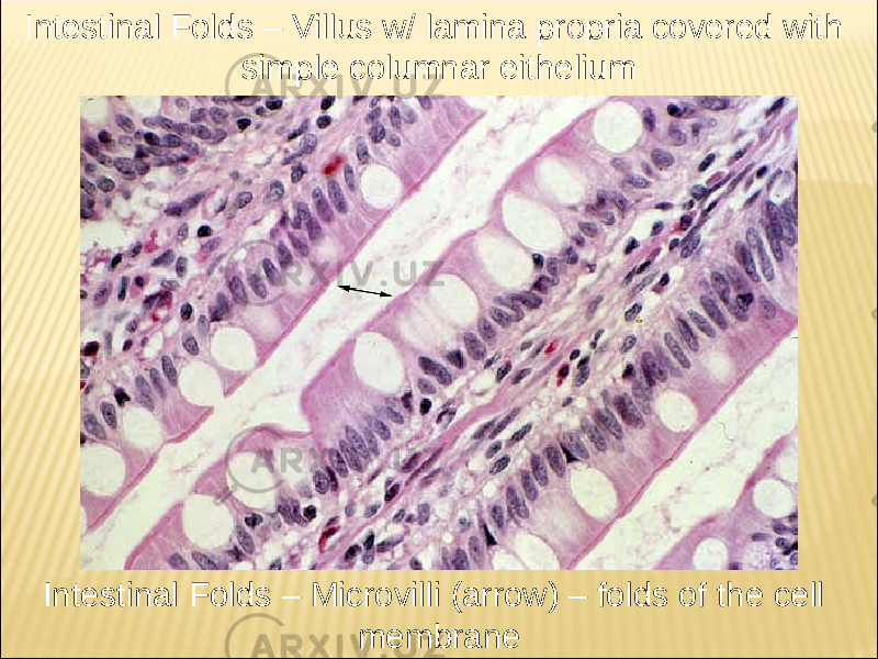 Intestinal Folds – Villus w/ lamina propria covered with simple columnar eithelium Intestinal Folds – Microvilli (arrow) – folds of the cell membrane 