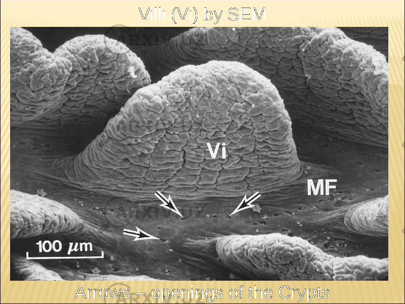 Villi (Vi) by SEM Arrows – openings of the Crypts 